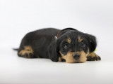 Chiots Teckels Nains à vendre: poil long, dur, ras