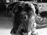 Cane Corso disponible pour saillie