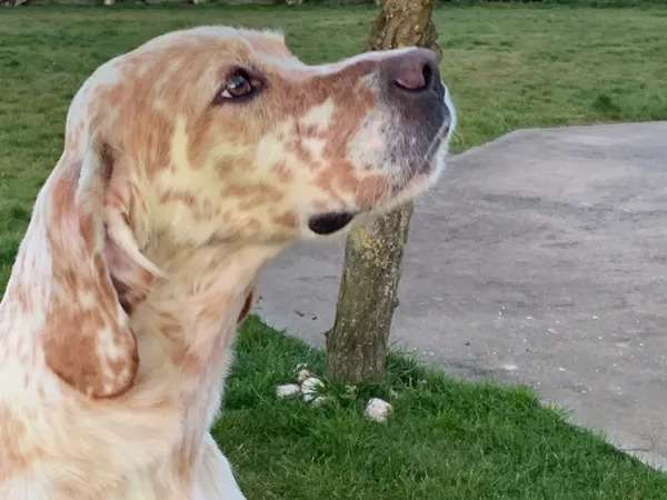 Un chien Setter Anglais LOF de 5 ans au pelage rouge merle à vendre