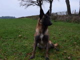 Une chienne Malinois LOF fauve charbonné de 3 ans à la vente