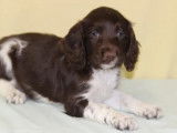 5 chiots English Springer Spaniel pour réservation, mâles LOF noir et blanc