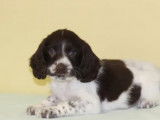 5 chiots English Springer Spaniel pour réservation, mâles LOF noir et blanc