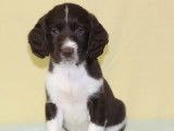 5 chiots English Springer Spaniel pour réservation, mâles LOF noir et blanc