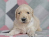 2 chiots m&acirc;les Golden Retriever couleur sable LOF &agrave; r&eacute;server