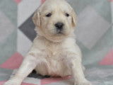 2 chiots m&acirc;les Golden Retriever couleur sable LOF &agrave; r&eacute;server