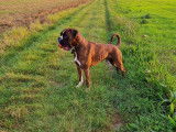 Mâle Boxer de 2 ans disponible pour saillie