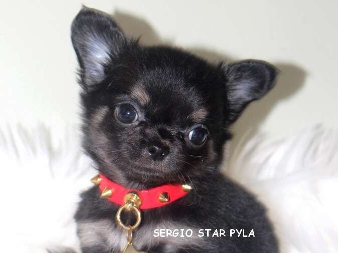 Adorable chiot Chihuahua LOF à vendre