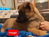 Magnifiques chiots Malinois de lign&eacute;e de travail &agrave; vendre