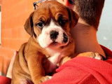 5 chiots Bulldog Continental fauves LOF à réserver