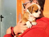 5 chiots Bulldog Continental fauves LOF à réserver