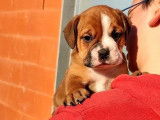 5 chiots Bulldog Continental fauves LOF à réserver