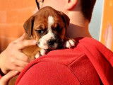 5 chiots Bulldog Continental fauves LOF à réserver