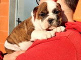À réserver 3 chiots, 2 mâles et 1 femelle, Bulldog Continental LOF
