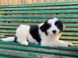 8 chiots Border Collie noir et blanc non LOF, 6 mâles et 2 femelles en vente