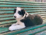 8 chiots Border Collie noir et blanc non LOF, 6 mâles et 2 femelles en vente