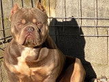 Chien American Bully tricolore lilac, âgé d’un an et demi, pour saillie (LOF)