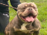 Chien American Bully tricolore lilac, âgé d’un an et demi, pour saillie (LOF)