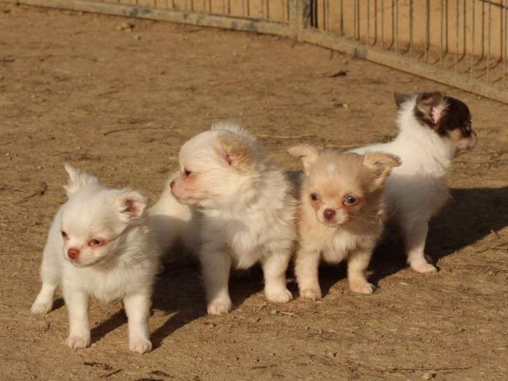 Vente de quatre chiots Chihuahua (LOF) : 3 mâles et 1 femelle