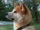 Étalon Akita Inu proposé à la saillie