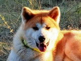 Étalon Akita Inu proposé à la saillie