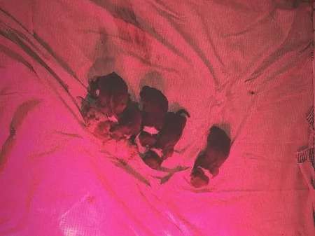 6 chiots, 3 mâles et 3 femelles, Berger Australien non LOF à réserver