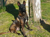 Malinois LOF pour saillie