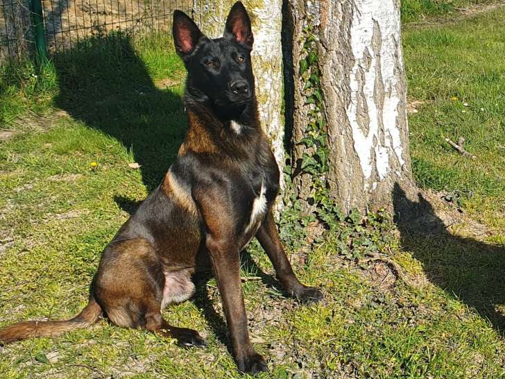 Malinois LOF pour saillie