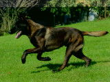 Malinois LOF pour saillie