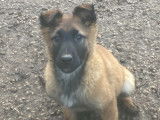 Chiots Berger Belge Tervueren LOF de travail à vendre