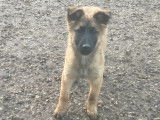 Chiots Berger Belge Tervueren LOF de travail à vendre