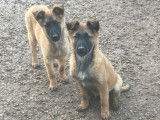 Chiots Berger Belge Tervueren LOF de travail à vendre