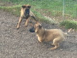 Chiots Berger Belge Tervueren LOF de travail à vendre