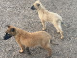 Chiots Berger Belge Tervueren LOF de travail à vendre