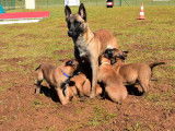 9 chiots Berger Belge Malinois LOF à réserver