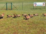 9 chiots Berger Belge Malinois LOF à réserver
