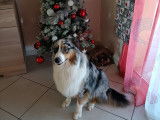 Berger Australien disponible pour saillie