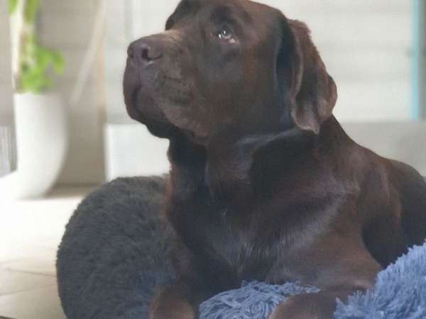 Un chien Labrador chocolat mâle de 1 an LOF à céder