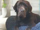 Un chien Labrador chocolat m&acirc;le de 1 an LOF &agrave; c&eacute;der