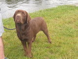 Un chien Labrador chocolat m&acirc;le de 1 an LOF &agrave; c&eacute;der