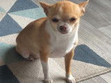Recherche mâle Chihuahua de petit gabarit pour saillie