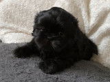 À réserver, deux chiots Shih Tzu (non LOF), 1 mâle noir et 1 femelle beige