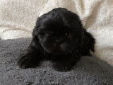 À réserver, deux chiots Shih Tzu (non LOF), 1 mâle noir et 1 femelle beige