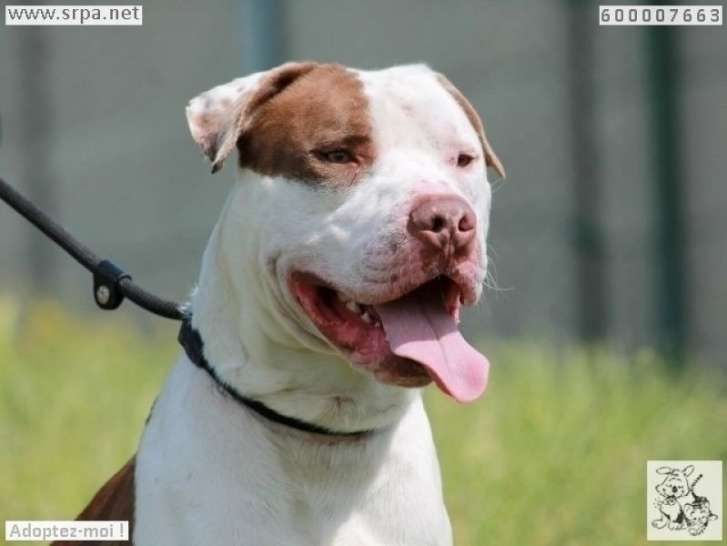 Impressionnant chien de type American Staffordshire Terrier mâle non LOF né en 2020 en quête d’un foyer