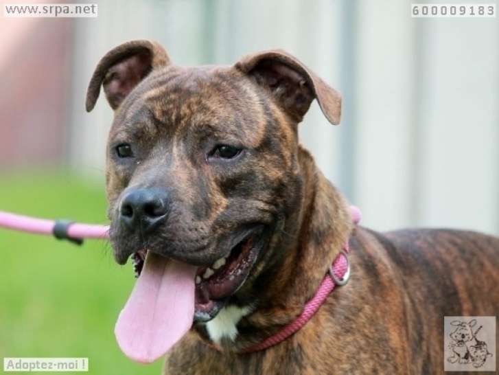 Dynamique chien type American Staffordshire Terrier mâle non LOF, bringé, cherche famille sportive