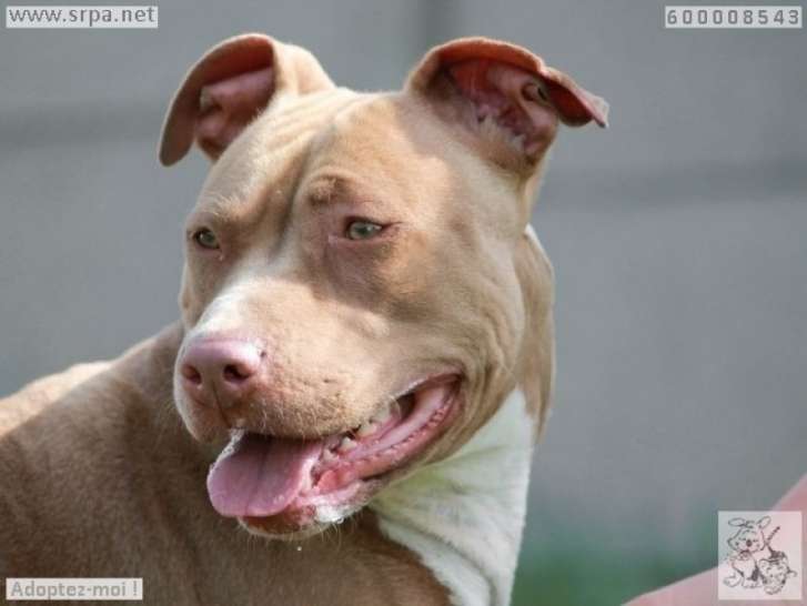 Magnifique femelle type Américan Staffordshire Terrier non LOF, chocolat et blanche, à la recherche de sa famille idéale