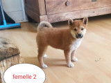Disponibles maintenant 6 chiots Shiba Inu, 3 femelles 3 mâles (non LOF)