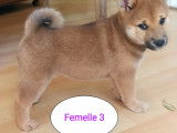 Disponibles maintenant 6 chiots Shiba Inu, 3 femelles 3 mâles (non LOF)