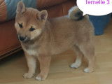 Disponibles maintenant 6 chiots Shiba Inu, 3 femelles 3 mâles (non LOF)