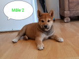 Disponibles maintenant 6 chiots Shiba Inu, 3 femelles 3 mâles (non LOF)