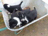 Chiots Border Collie noir et blanc à vendre